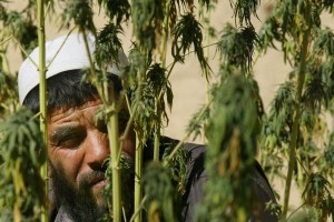 Taliban Umumkan Rencana Pendirian Pabrik Ganja Medis Didukung Investor Asing