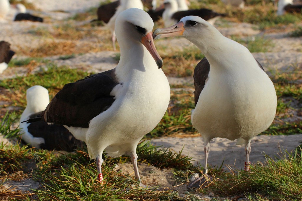 Angka Perceraian Burung Albatross Meningkat Akibat Perubahan Iklim