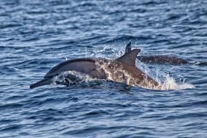 Out of the seven dolphins rescued from a swimming-with-dolphins facility in Bali in April, two have recently died at a holding facility.