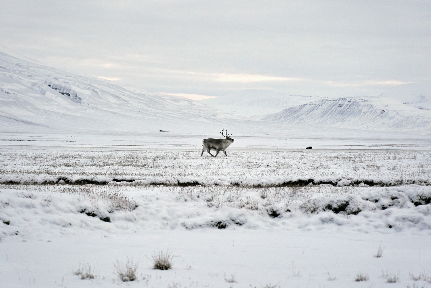 Arctic cuisine, Svalbard, Nick Casini - Photo of a distant reindeer walking over snowy tundra.