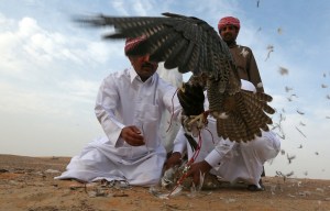 Houbara bustard, Nazim Jokhio Murder, Hunting