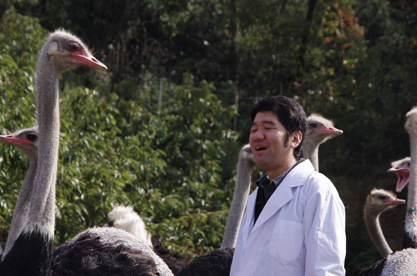 ostrich, mask, face mask, face covering, COVID-19, japan, antibodies, PCR