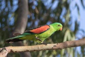 red-winged parrot