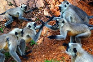 monkey attack, puppies, langurs, India