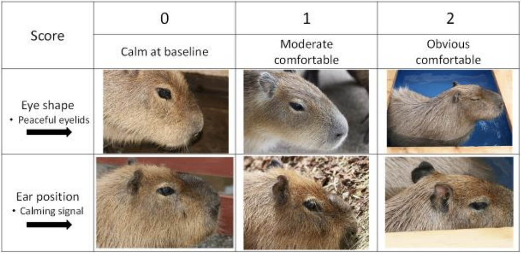 capybara, japan, science, onsen, hot spring, research, bath, animals, rodent