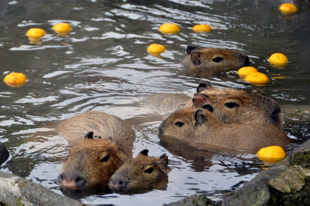 capybara, japan, science, onsen, hot spring, research, bath, animals, rodent