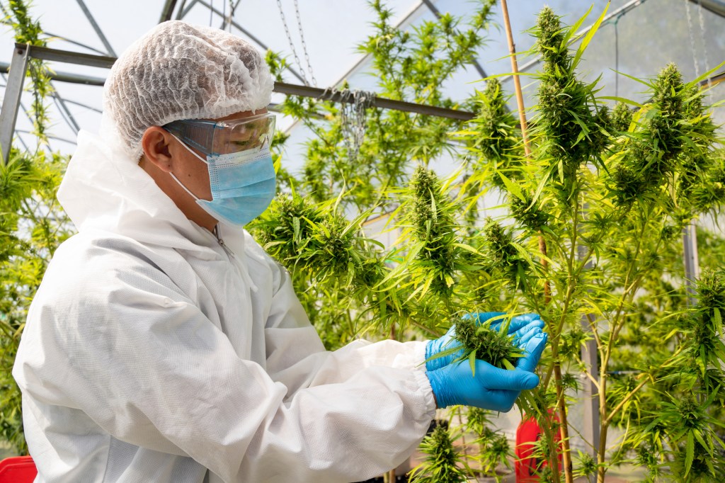 Outdated Cannabis Regulations Are Holding Back COVID-19 Research