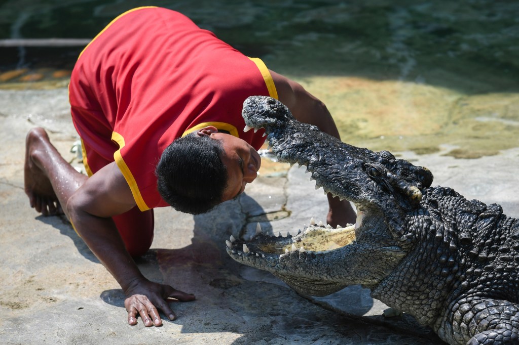 Lelaki memasukkan kepalanya ke dalam mulut buaya