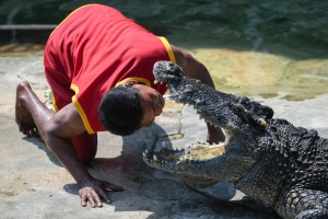 Lelaki memasukkan kepalanya ke dalam mulut buaya