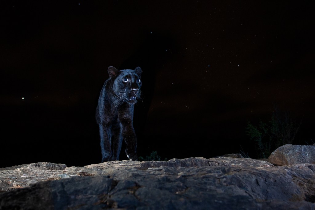 NPOTY Photo Contest 2021-Black Leopard-William Burrard-Lucas-Category Winner-C10 Animal portraits