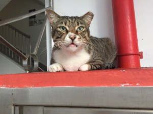 In Singapore, community cats live among public housing blocks but are cared for by residents.​