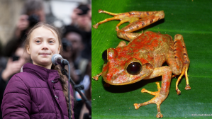 thunberg frog