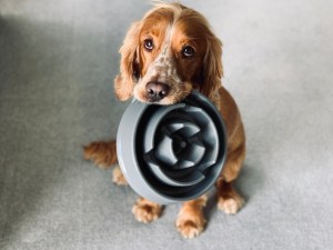 Staff at The Granary, a restaurant in Red Deer, Alberta, decided to ask patrons for dog pics instead of vaccine passports.