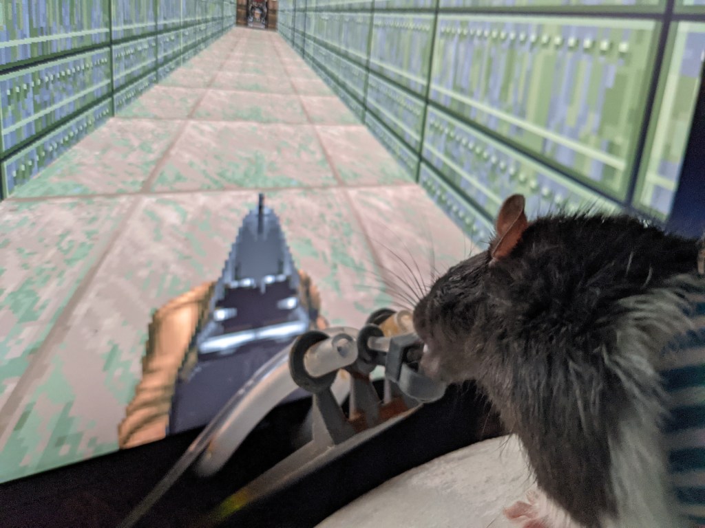 I Trained a Bunch of Rats To Become Gamers