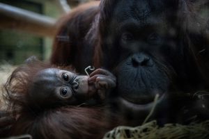 Riset IPB memperkirakan orangutan sumatra terancam punah pada 2050 akibat perubahan iklim