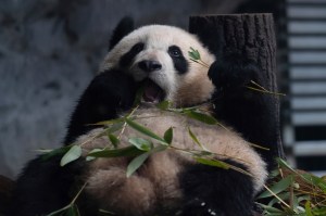 pandas, china, chubby, chunky, cute, thick, vegan, bamboo, diet, leaves, shoot, gut, bacteria, research, science