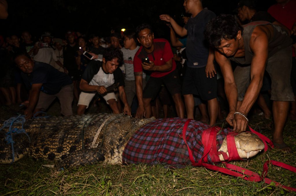 Buaya Berkalung Ban di Palu Berhasil Dibebaskan dari jerat ban oleh warga bernama Tili