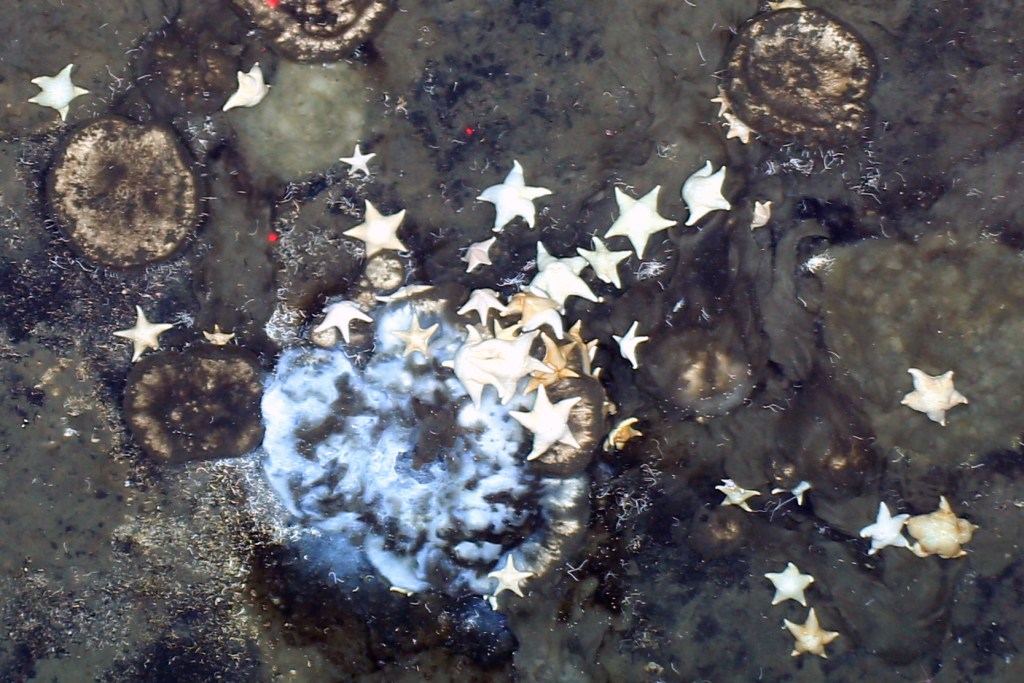 Sponges spotted a half a mile below the Arctic sea ice had researchers "jumping for joy" according to a study co-author.