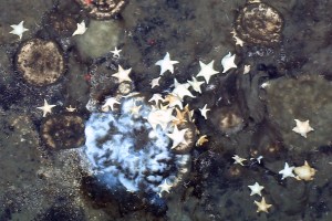 Sponges spotted a half a mile below the Arctic sea ice had researchers "jumping for joy" according to a study co-author.