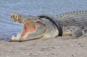 Crocodile; river bank; tyre