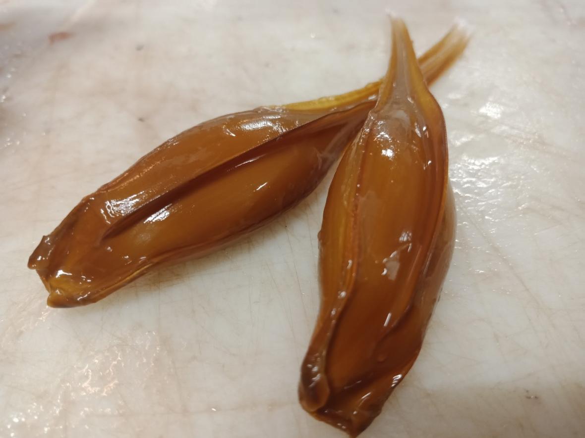 Ghost shark egg capsules