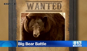 The bear on a Wanted poster.