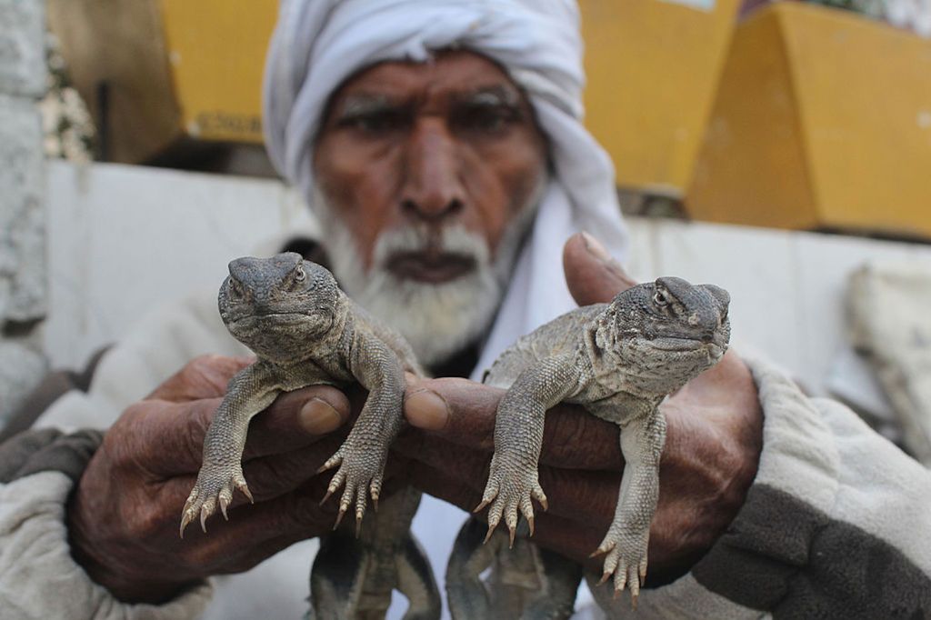 Lelaki tua menjual minyak kadal gurun di Islamabad, Pakistan. Minyak yang diekstrak dari kadal ekor gurun diyakini mampu “mengobati” disfungsi ereksi. Foto: Anadolu Agency/Getty Images