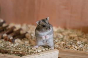 Hamsters study done by University of Hong Kong scientists show that COVID-19 could shrink and damage testicular tissue.