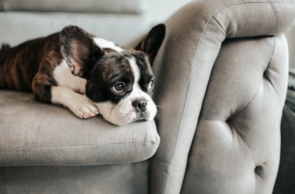 Anjing Bisa Berduka Saat Kehilangan Teman Mainnya