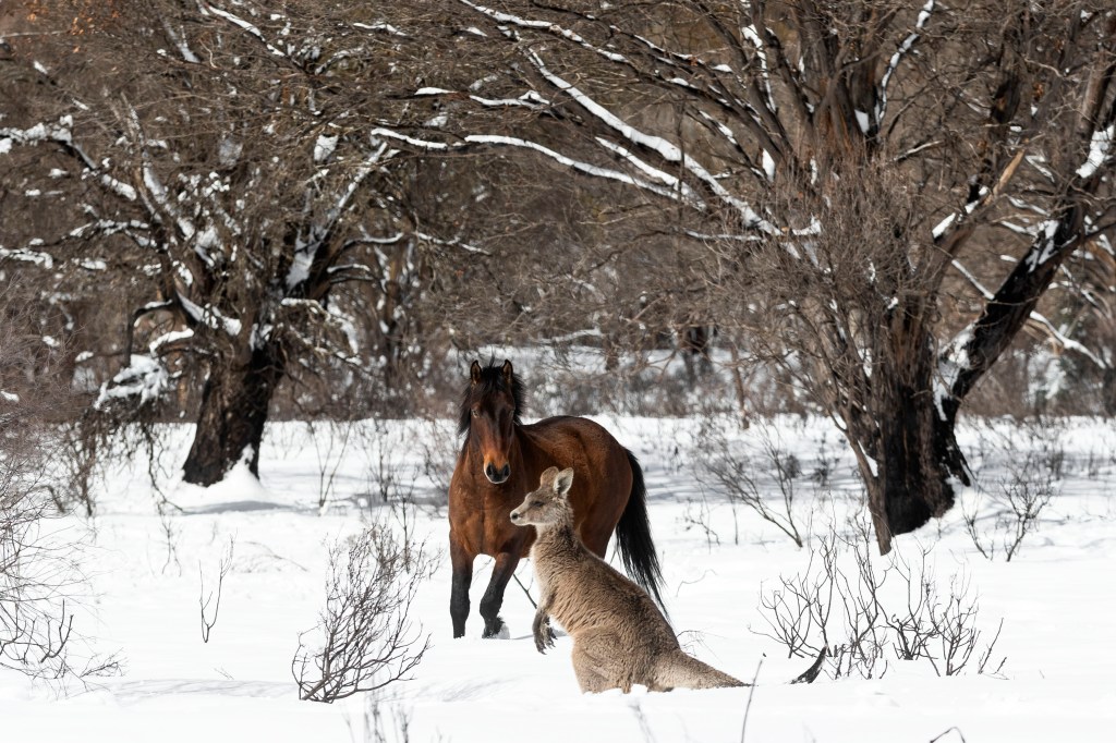 A brumby and wallaby frolic in the ssnow.