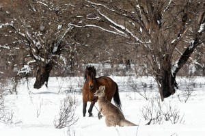 A brumby and wallaby frolic in the ssnow.