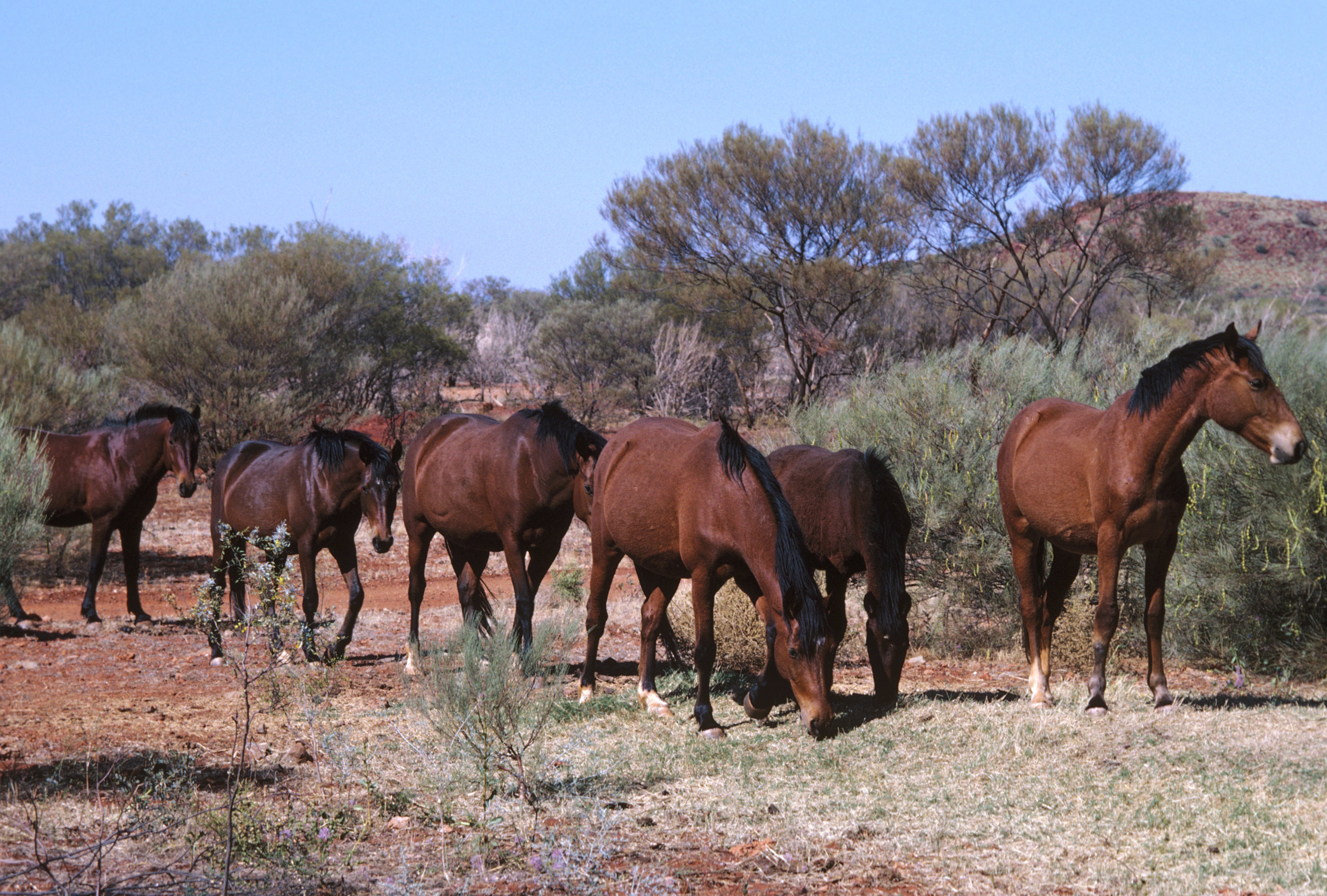 brumbies in the desert