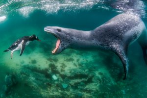 Bekroonde natuurfoto's World Nature Photography Awards