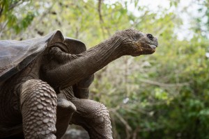 Scientists May Have Discovered a New Tortoise Species on Galapagos Island