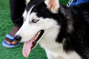 anjing Siberian Husky dijagal tukang bangunan di Kamboja pemilik histeris dalam video viral