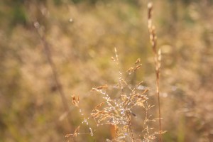 grano problemi guerra ucraina