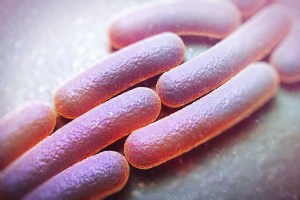 ce e shigella, dizenteria, simptome infectie cu transmitere sexuala sex anal shigella