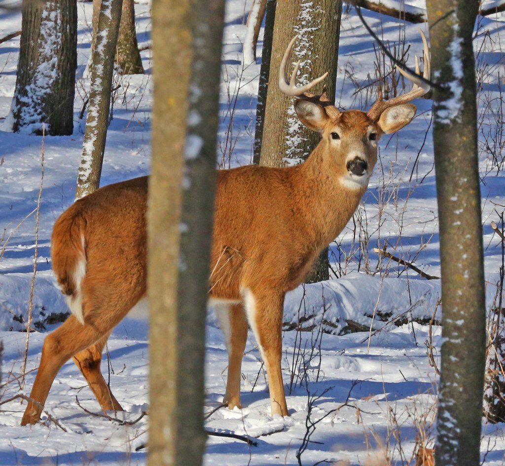 A healthy whitetail buck seen in southeast Minnesota.