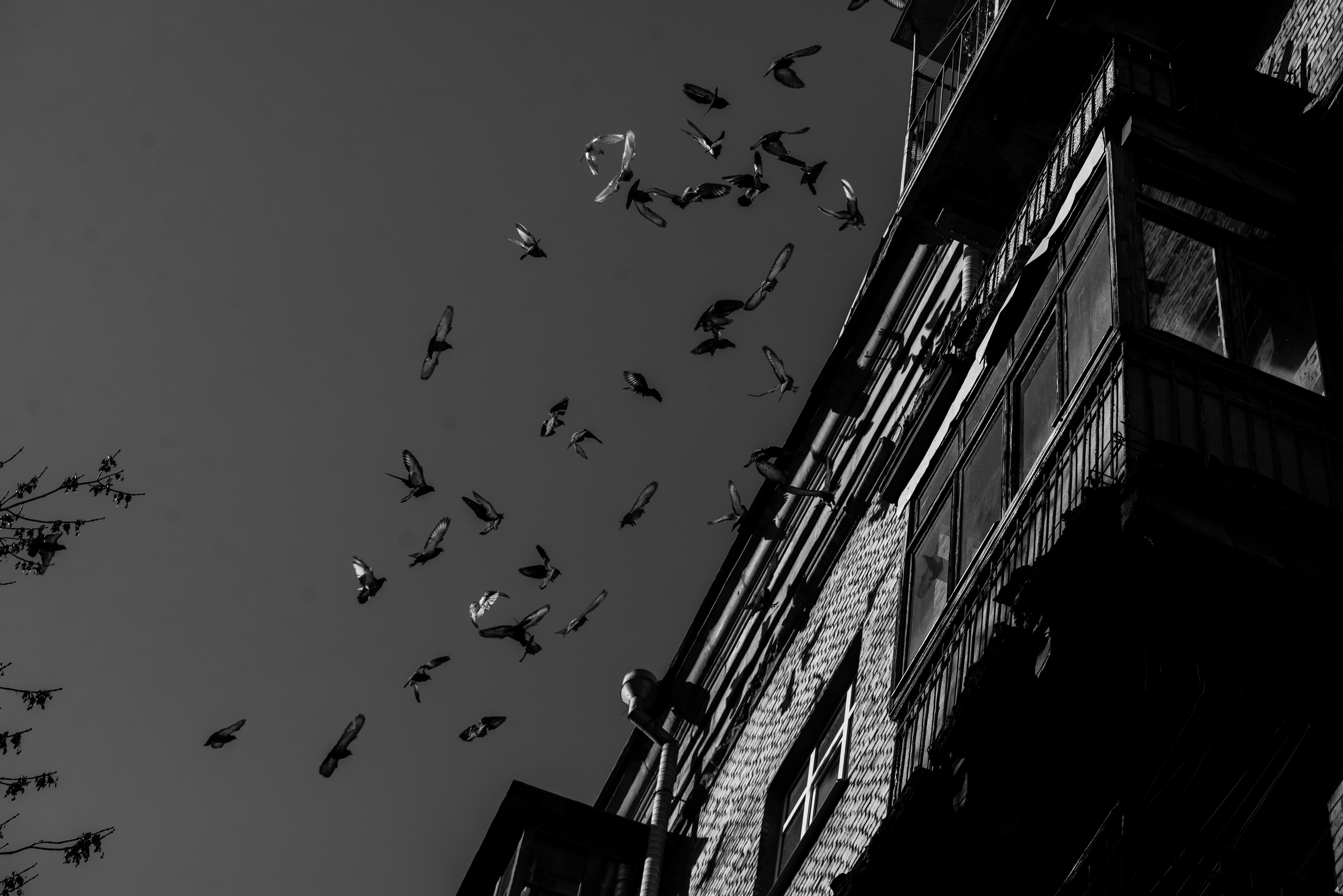 Birds take flight from a residential building after an alarm sounds.