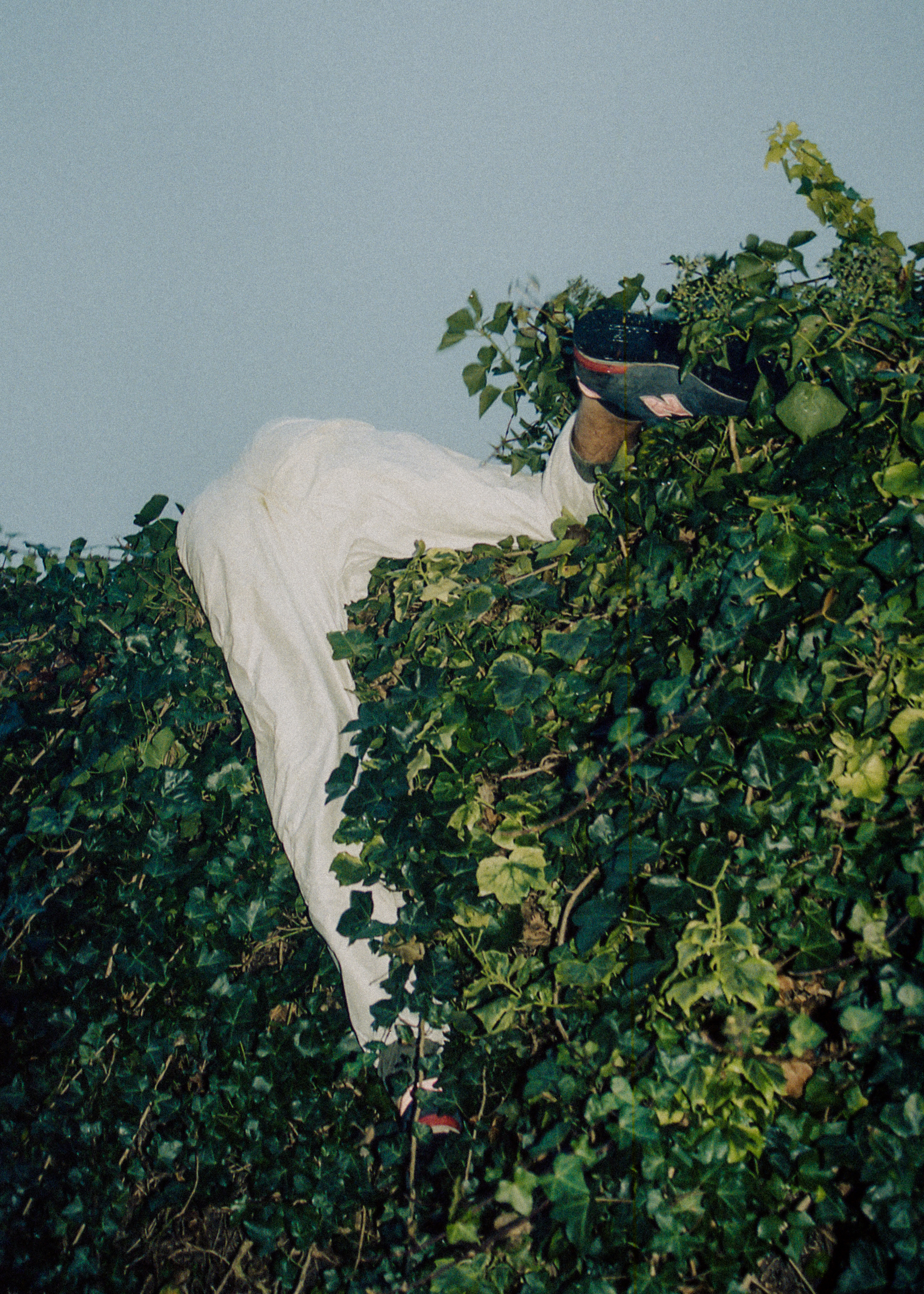 Mushary, France, hobbies – Photograph of a man in white boiler suit gripping on to a hedge.