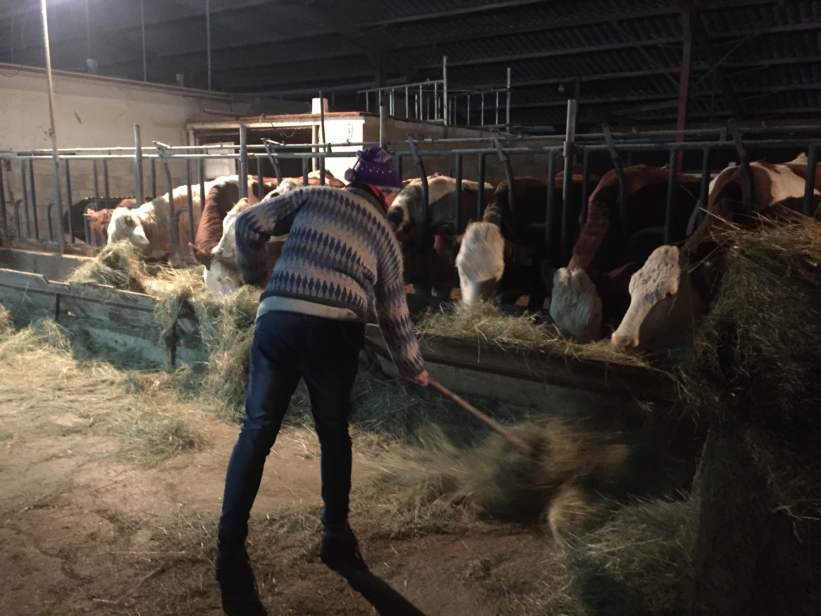 Pregnant farmer – woman in jeans, a thick sweater and woolly hat, raking hay and feeding it to her cows inside a shed.