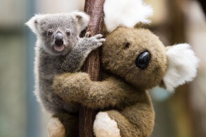 koala sperm bank