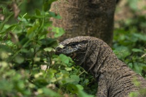 monitor lizard, rape, wildlife, animal abuse, india, forest reserve