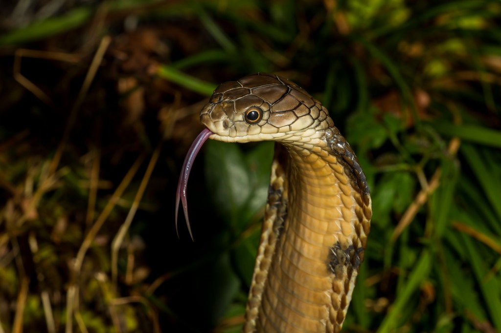 Photo shows a confused looking King Cobra in a field. Only his head is