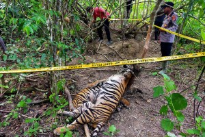 dead sumatran tiger