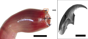 Penampakan keempat rahang logam cacing Glycera dibranchiata.