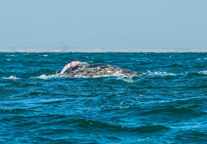 penisul de balena viral monstrul din loch ness