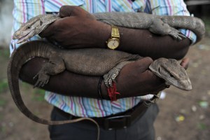 bestiality, crime, india, wildlife, gang rape, monitor lizard