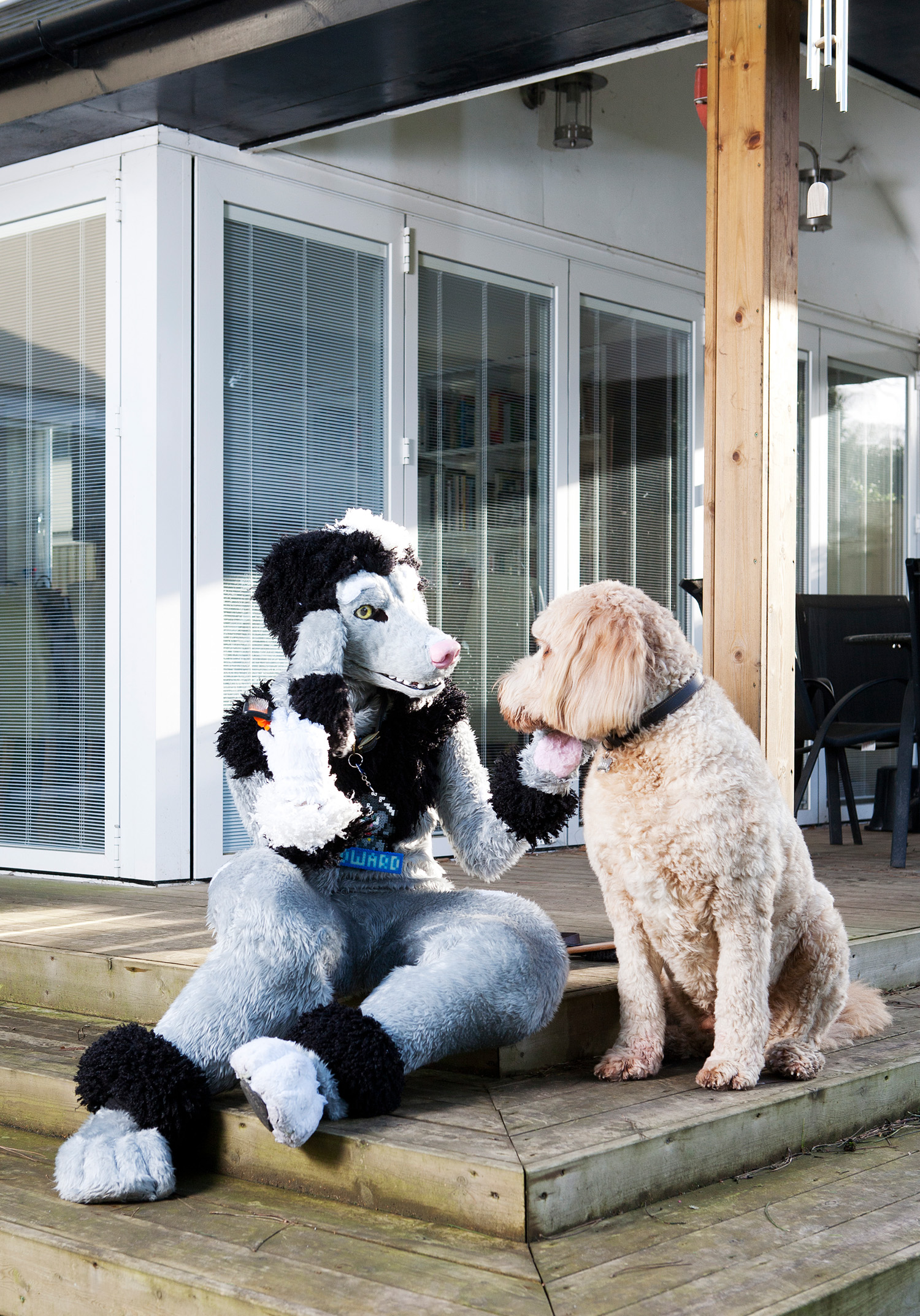 A fursuiter dressed as a poodle sits on their outdoor steps with a pet labradoodle.