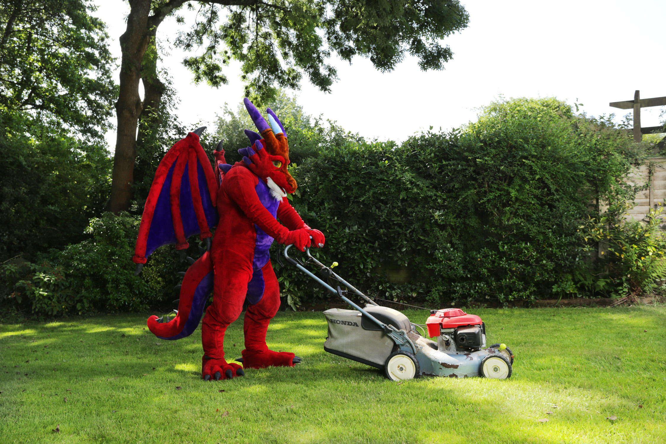 A furry in a dragon costume mows the lawn in his back garden.